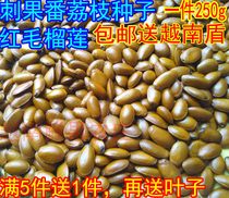 Fresh wild prickly fruit soursop seeds Red durian seeds soursop seeds Half a catty