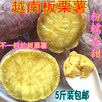 Vietnamese chestnut sweet potato is now dug sweet potato fresh sweet potato farmers own imported sweet potato potato 5 pounds