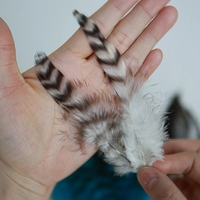 Сине-белый, 10-15см