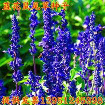 Greening perennial blue sage seed flower sea green lawn seed flower seed flower seed pink outdoor courtyard