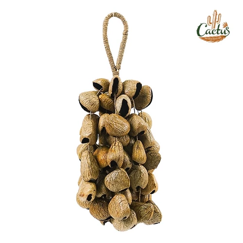 卡杜斯 Индонезийский ореховый колокольчик