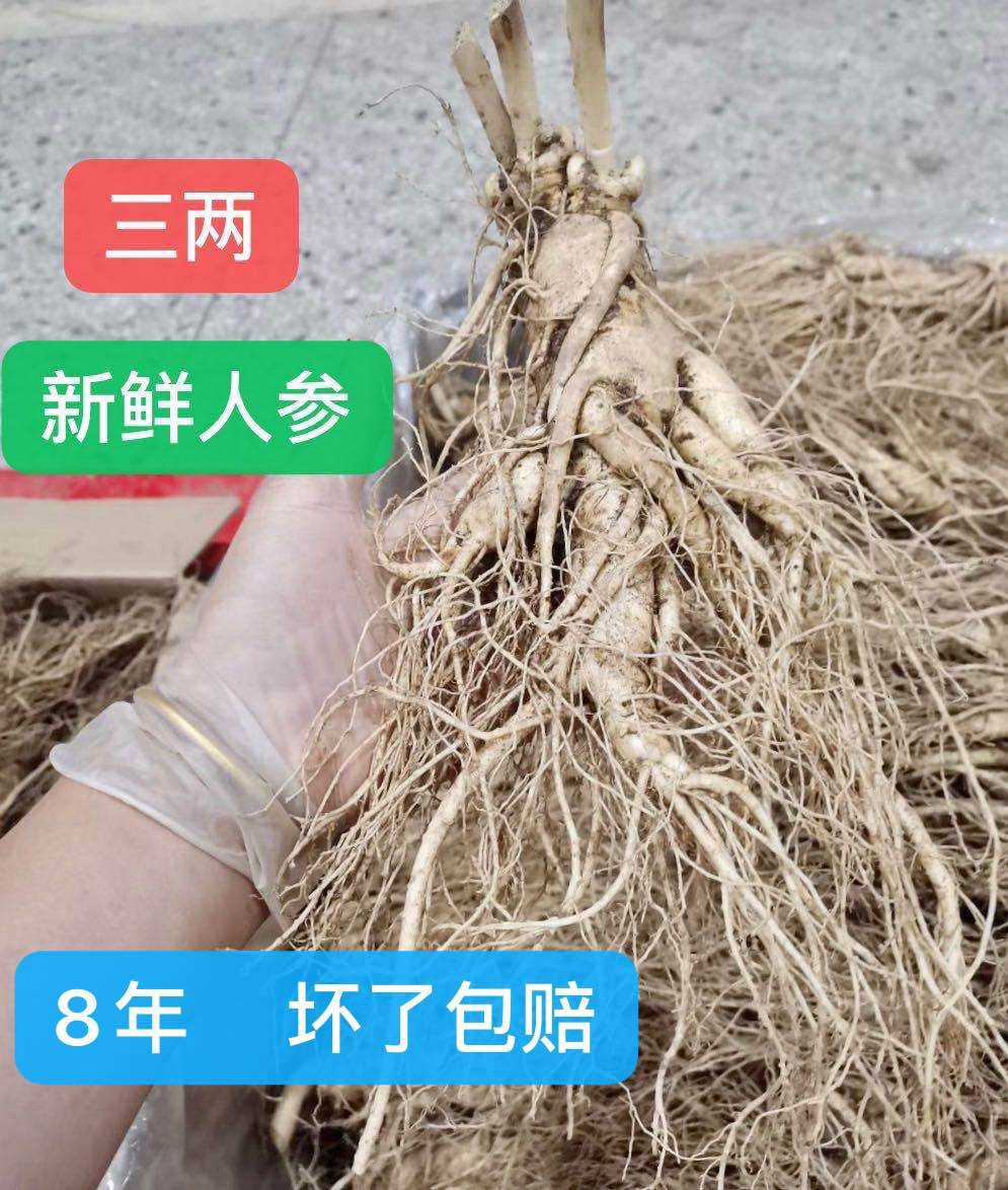 8年长白山新鲜人参单支三3两150克g包邮东北新鲜人参大人参野山参