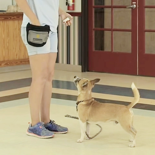 Американская звезда звезда, тренировки собак, дрессировки собак, собачья, собачья, дрессировщик собак