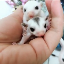 Hangzhou player honey reserved platinum platinum pure white cream series milk honey bag Xiaomi honey