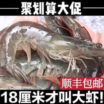Frozen shrimp whole box 4 pounds Qingdao prawns super sea shrimp fresh frozen base Wai shrimp white shrimp shrimp fresh sea catch sea catch sea catch sea catch sea catch sea catch sea catch sea catch sea catch sea catch sea catch sea catch sea catch sea catch sea catch sea catch