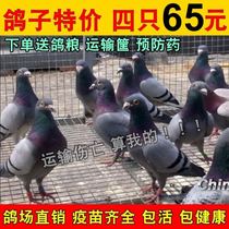 Old pigeons Earth pigeons live a pair of meat pigeons seedlings Pigeons live domestic breeding Ornamental milk young pigeons Male and female lay eggs