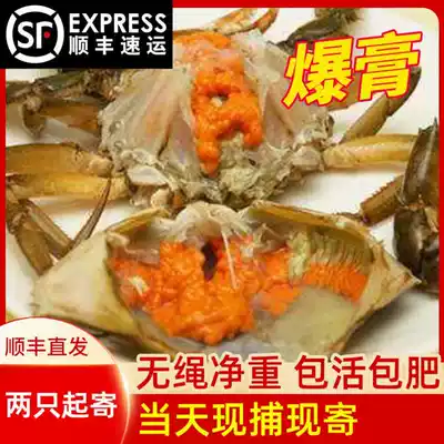 Cream crab Fresh Guangdong specialty Taishan fresh cream crab Wireless non-Sanmen green crab Mangrove crab single 300g