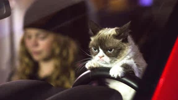 Peluche manga grumpy cat - Ref 2696050 Image 11