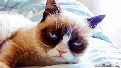 Peluche manga grumpy cat - Ref 2696050 Image 15