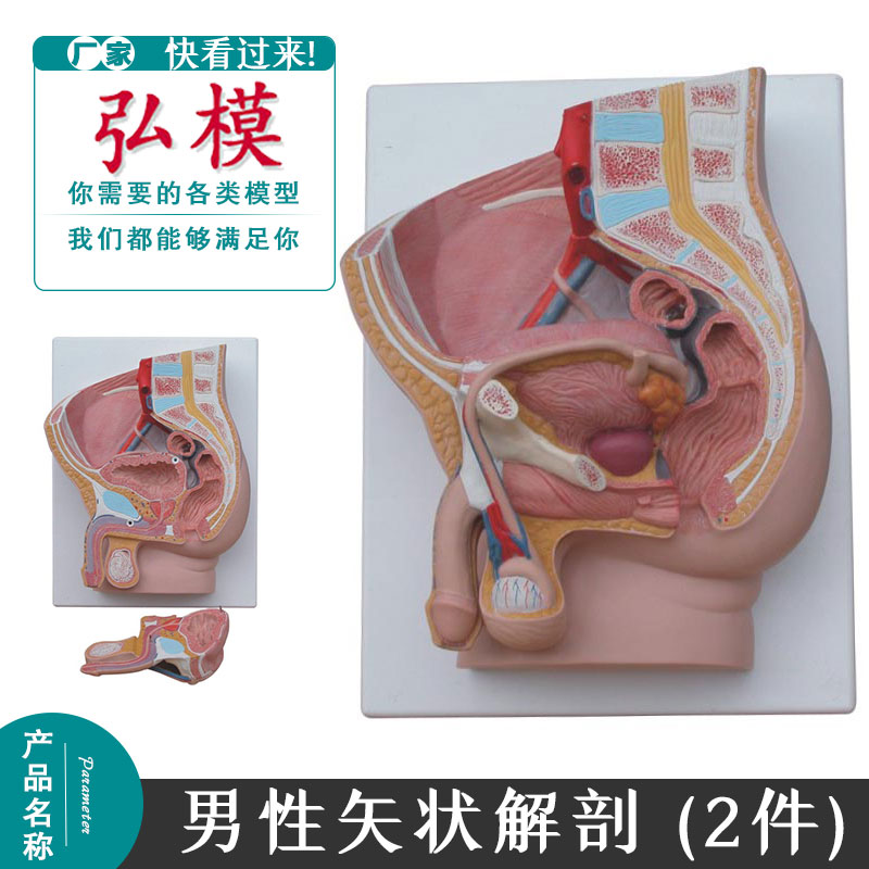 男性生殖泌尿系统 男性矢状解剖 (2件装) 骨盆 矢状切面教具模型