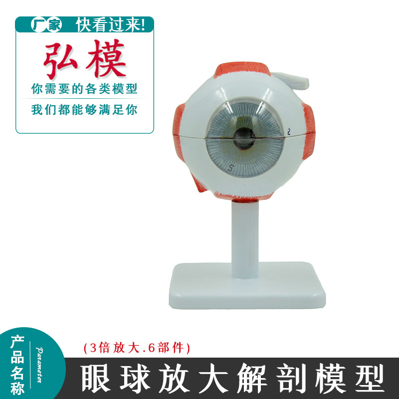 眼球解剖模型人6部件3倍放大眼球模具眼科五官科教具眼球放大模型