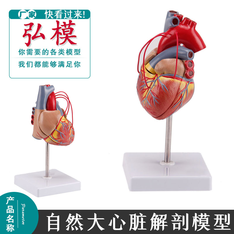 弘模人体心脏搭桥模型 病理心脏演示自然大人体内脏 心脏解剖教具