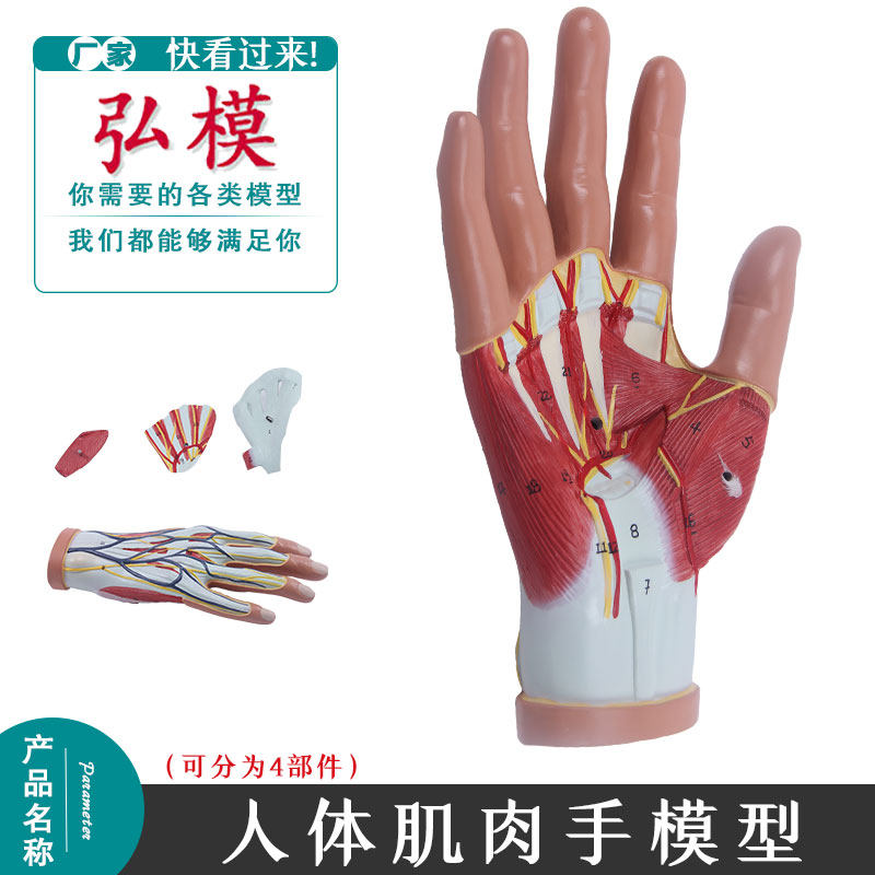 手分解模型医用写生肌肉手模型手解剖模型肌腱模型手掌模型手模