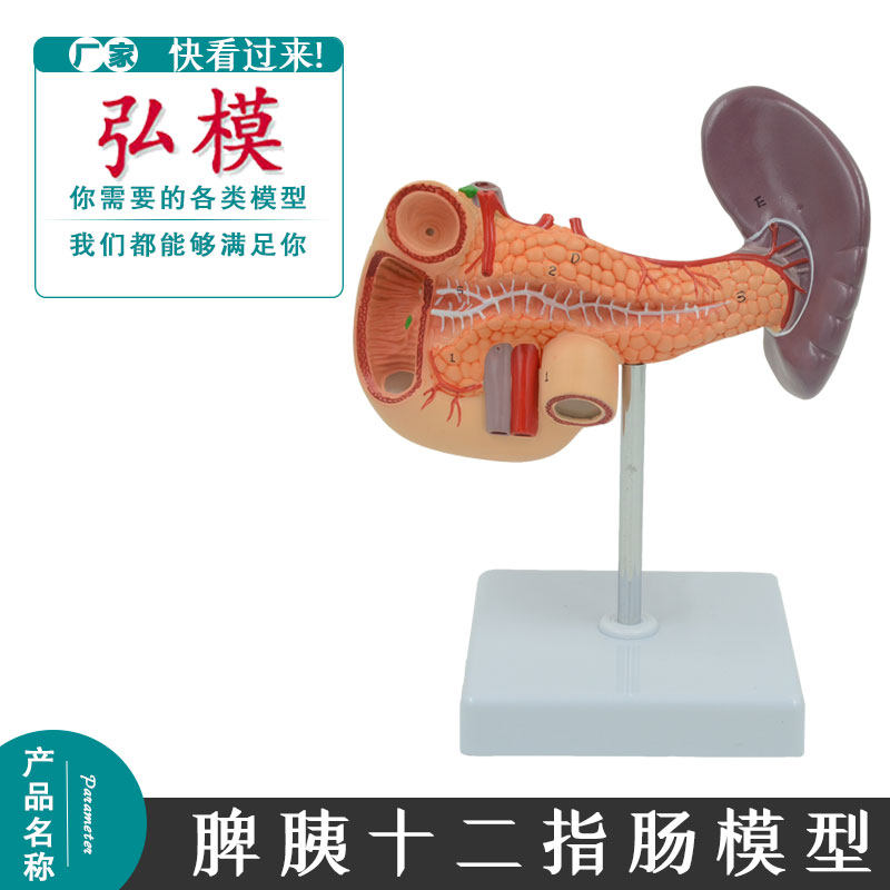 弘模人体肝脏模型脾胰解剖模型消化系统模型肝门静脉肝胰模型