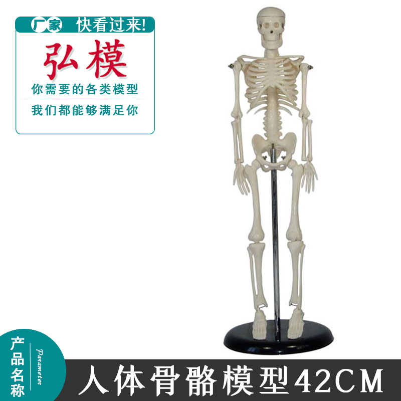 人体儿童骨骼模型42CM小学科学教具 拼装 生物仪器 教学仪器