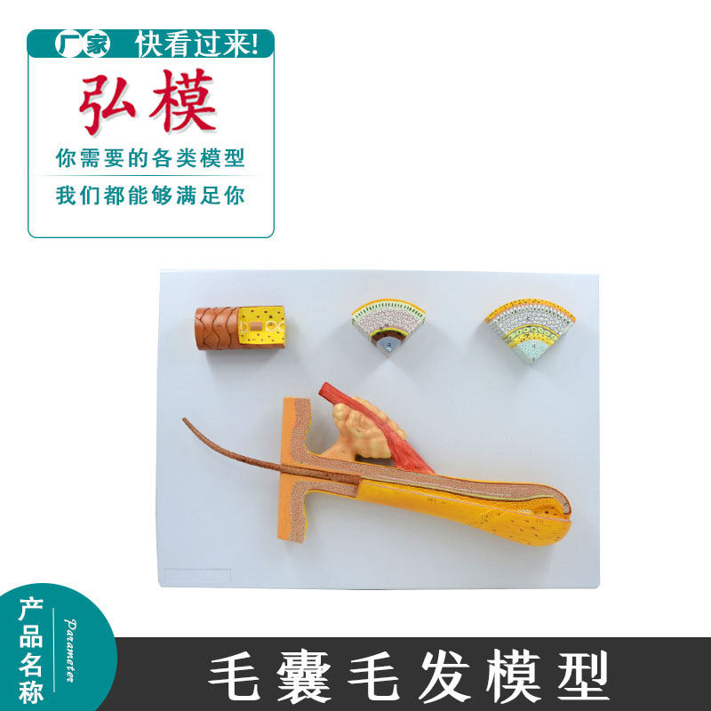 毛干毛根结构放大植发脱发美容皮肤解剖模型毛囊毛发模型头发模型