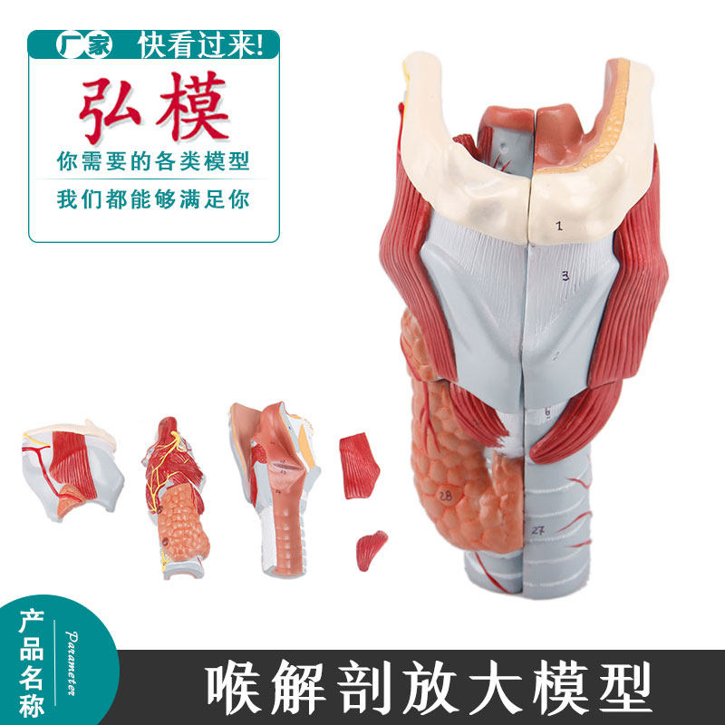 正品医学人体喉模型喉肌喉软骨喉腔解剖耳鼻喉科放大2倍