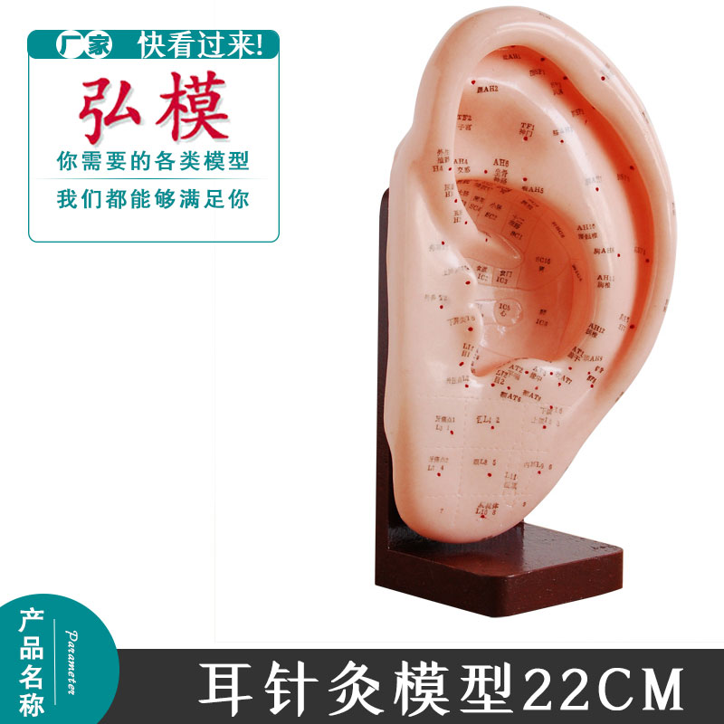 弘模 22cm 耳针灸模型 穴位模型 耳朵模型中医 穴位针灸训练模具