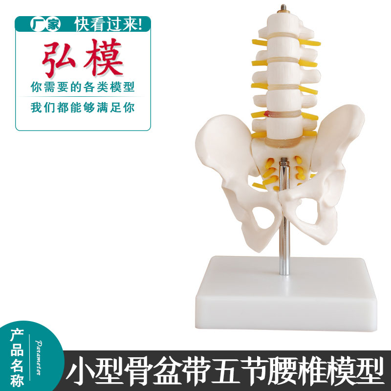 弘模小型骨盆带五节腰椎模型脊柱脊椎模型骨科模型人体骨骼模型