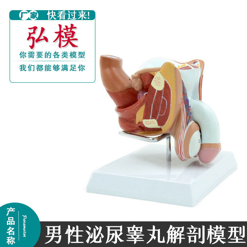 弘模男性泌尿模型睾丸解剖模型教学用模具计划生育男性生殖模型