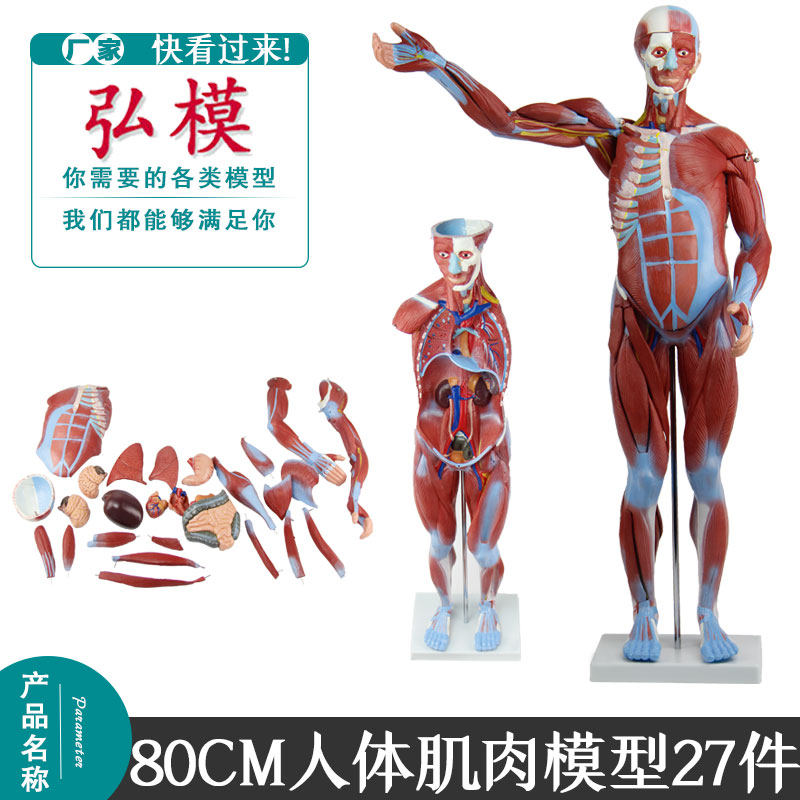 人体肌肉模型 27件人体全身肌肉附内脏模型,人体运动肌肉模型