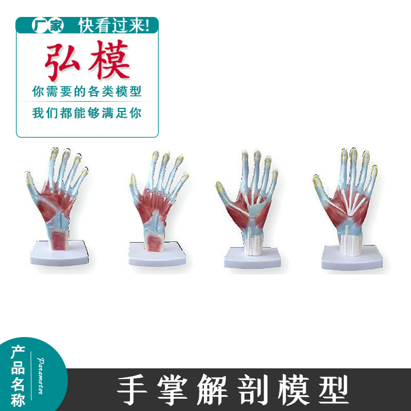 弘模手掌解剖模型教学展示模具示教 解剖层次结构模拟人