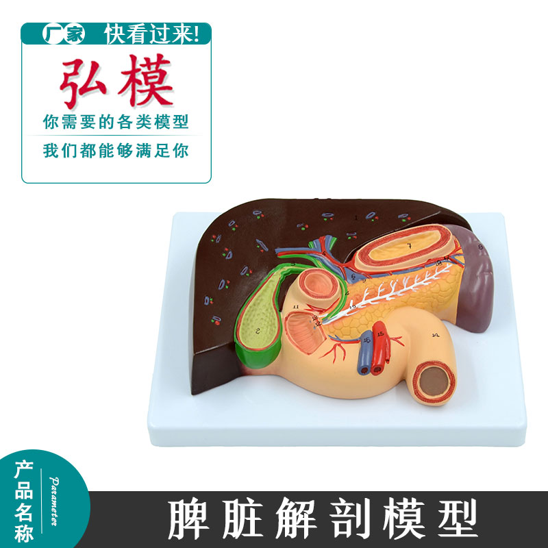 弘模胰腺模型 肝脏模型 十二指肠 脾脏解剖模型 医用教学培训模型
