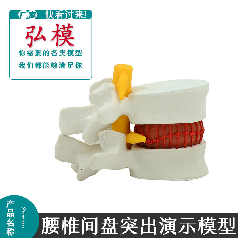 人体腰椎间盘突出演示模型脊神经模型骨科脊柱模型椎间盘脊柱组成