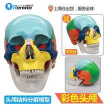 Dental model head mold display teeth occlusal color head mold head model oral dental materials