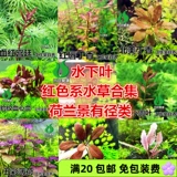 Кровавый красный дворец, под водой й xi горящий красный зонтик красные губы, сирень, пурпурный 100 оставляет куба леопард красная бабочка