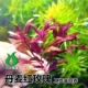 Дания Red Rose 6 Юань 4