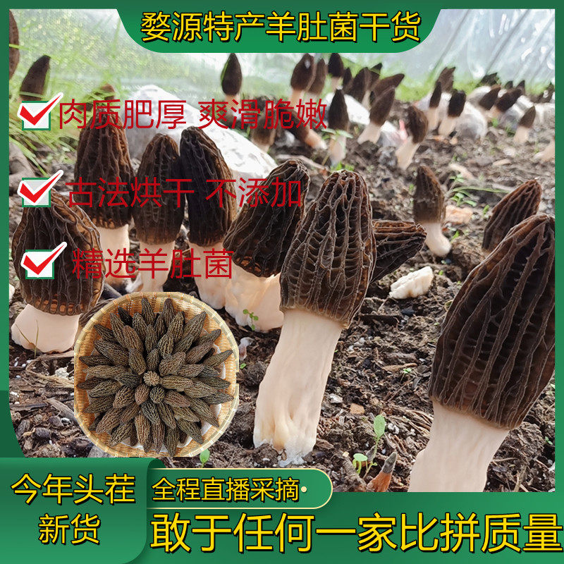 Shiphen Fungus Origin of Direct Hair Mushroom from Dry Cut Source of Yamagu