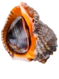 Da Shao Fresh Seafood Water Products Super Daaqingdao Special Product