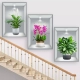 Phalaenopsis
