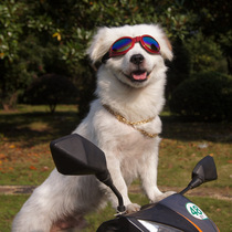 Pet Supplies Dogs Sunglasses Kennel Glasses Golden Hair Samo Sunglasses Dogs With Protective Glasses Big Dog Sunglasses