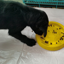 Dog food staple Puppy universal Teddy starling Bomei small dog(pet life home)Multi-choice