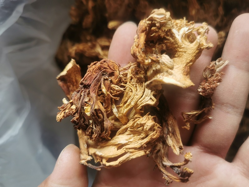 Wild sweep of the bacteria Corcora Yunnan specials in wild bacteria