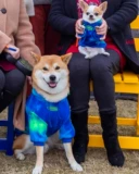 Одежда для домашних животных зимнее прилив теплый прилив Теплый теплый, толстый свитер -большая собака Золотая ретрада сатсума