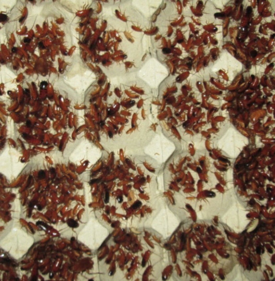 Ant Food Cherry Red Cockroaches 10 yuan a serving of thirty live feed