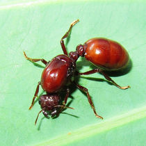 Falling Snow Ant Pavilion ‖ Wood Blind Leaf-cutting Ants Out of Stock after New 2018