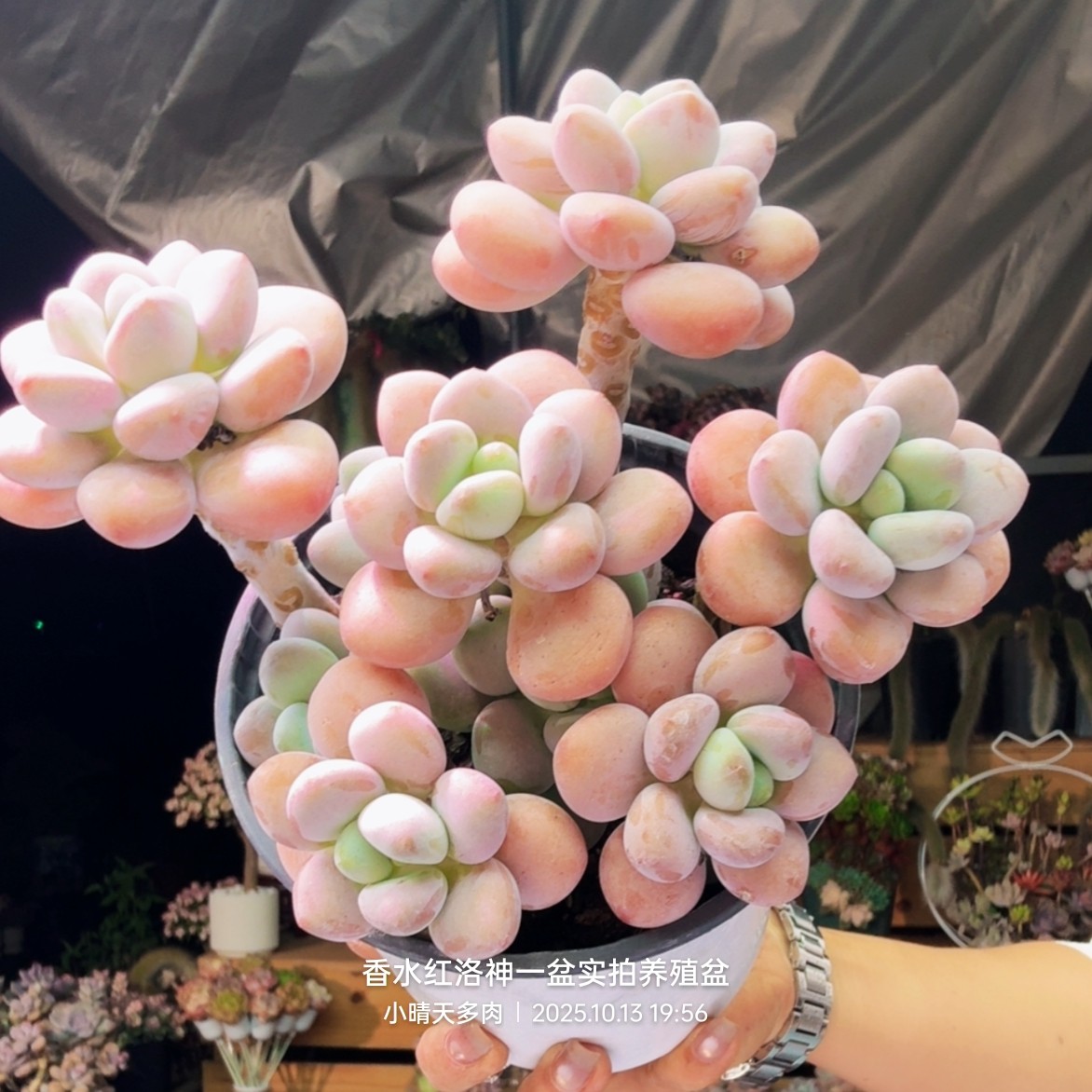 多肉植物新宠：带香氛的洛神多肉养护指南_香水_淘宝美妆网