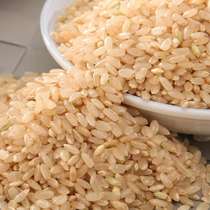 The new metre of the grain of the grain of the grain of the northeast flag of brown rice is sprouted by a pound of agricultural germ