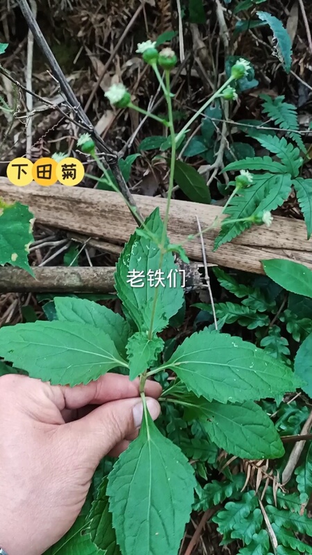Chinese Medicinal Materials, Fresh Field Chrysanthemum, Air-Breathing Grass, 500g White Dragon Whisker Water, Pepper, Sweat and Sesame Herbal Pig Ear Leaves