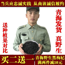 (Buy 2 send 1) Qinghai Chaidawood wild black wolfberry Norwood Hongtou Stubble Black Tectoni is free of washing