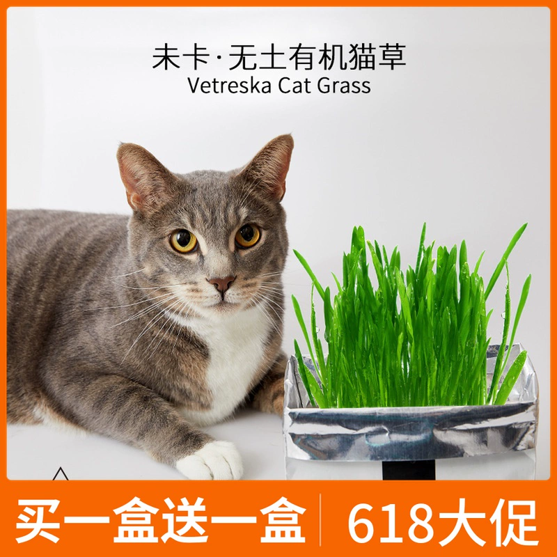 Cỏ mèo tuyệt vời mà không cần thẻ VETRESKA thủy canh hữu cơ không chứa đất không túi giấy mèo cỏ mèo ăn nhẹ - Đồ ăn nhẹ cho mèo