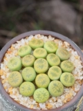 Желтый круглый сочный сырой камень цветочный цветок цветочный камень Мясо Мясо Сочное растение