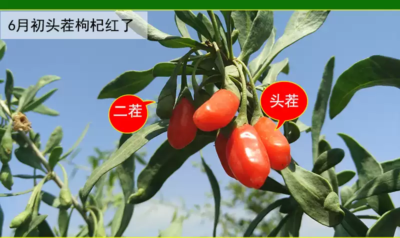 特级免洗无硫薰宁夏枸杞 500g舌尖杞中宁农家枸杞泡水饮用-Taobao-Tmall