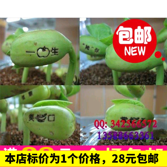 Magic Lettering Magic Beans Love Flower Seeds Creative Birthday Gifts Girls Gifts Mini Bonsai