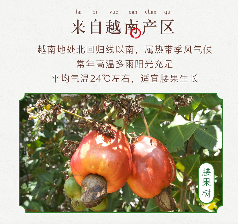 G20峰会合作伙伴 姚生记 盐焗腰果仁 200g/罐 图4