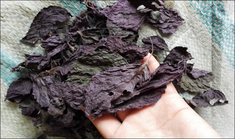 Perilla leaves dried fresh edible small perilla leaves soaked in the foot roast meat to fishy perilla leaf powder to make tea